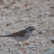 Chipping Sparrow, Neals Lodge, Concan, Texas